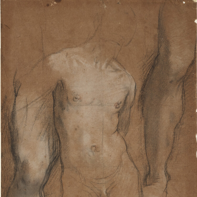 drawing of male torso