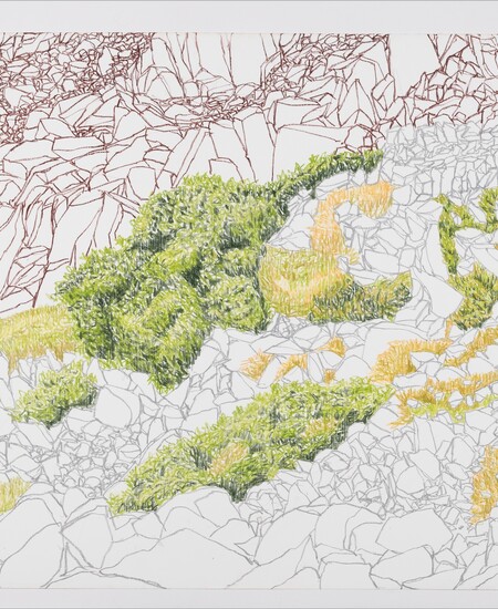 drawing of plants and red lines
