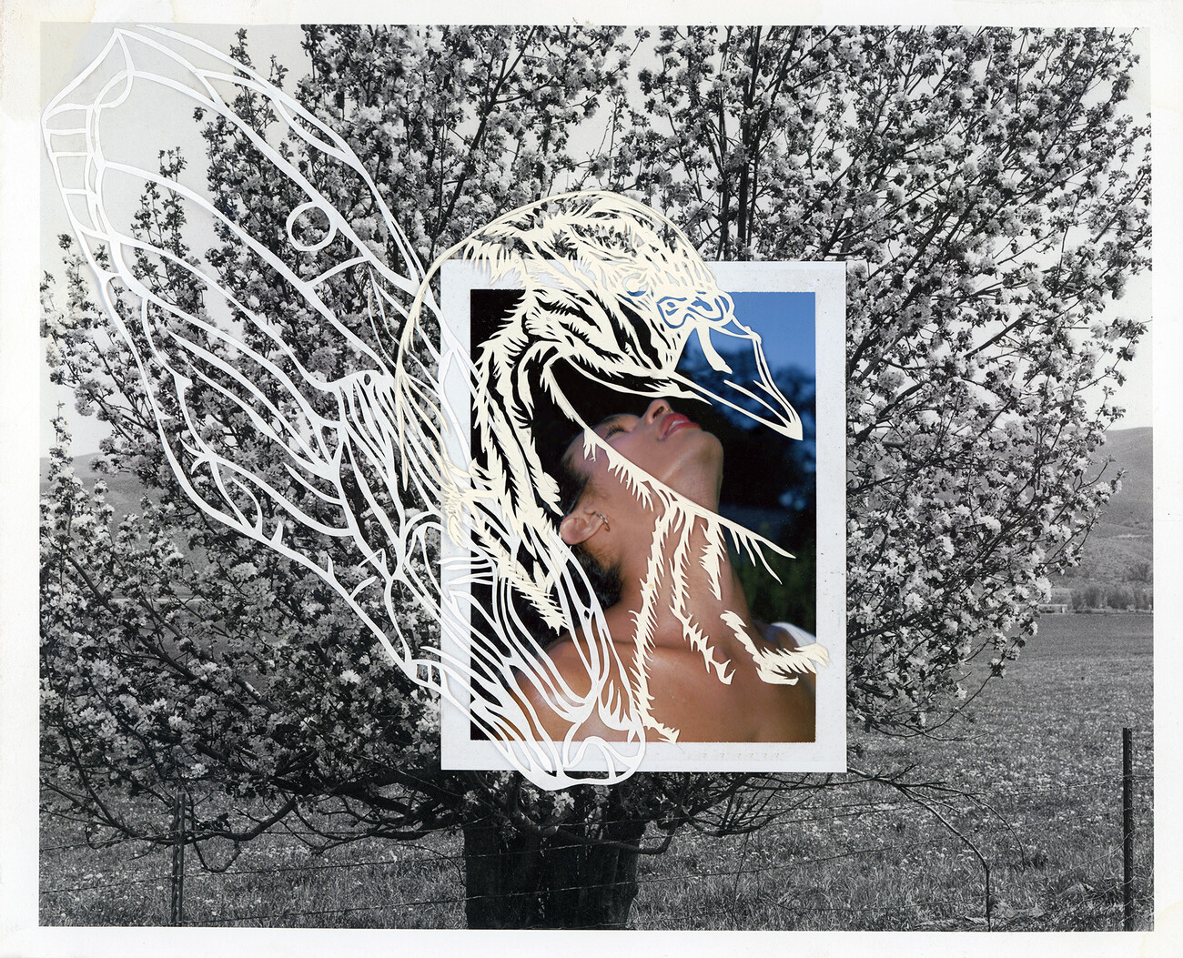 collage of tree and person with head back. a swan is drawn in white over the top