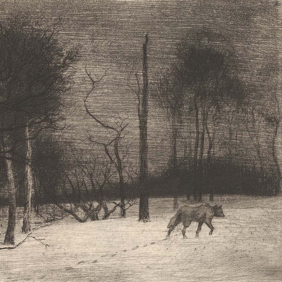 lone wolf in forest