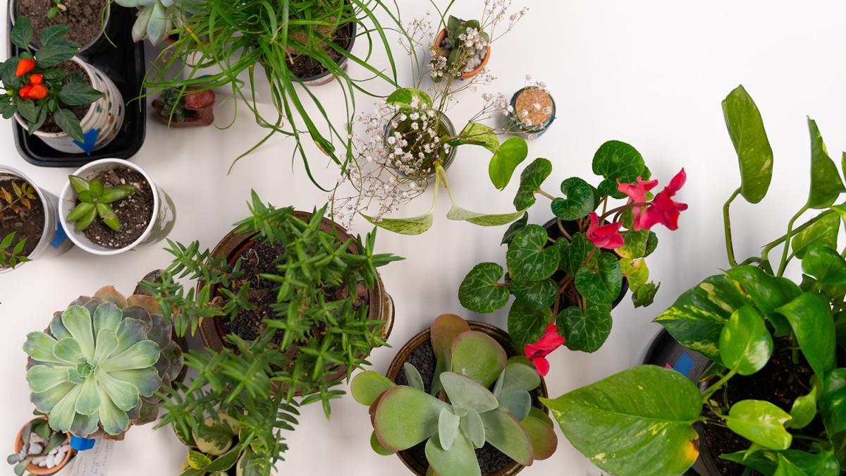 Overhead view of plants