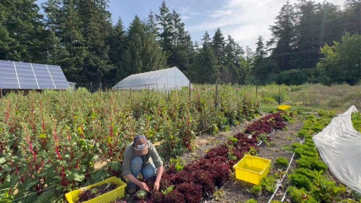 Photo of a woman kneeling down and weeding a vegetable bed in a field