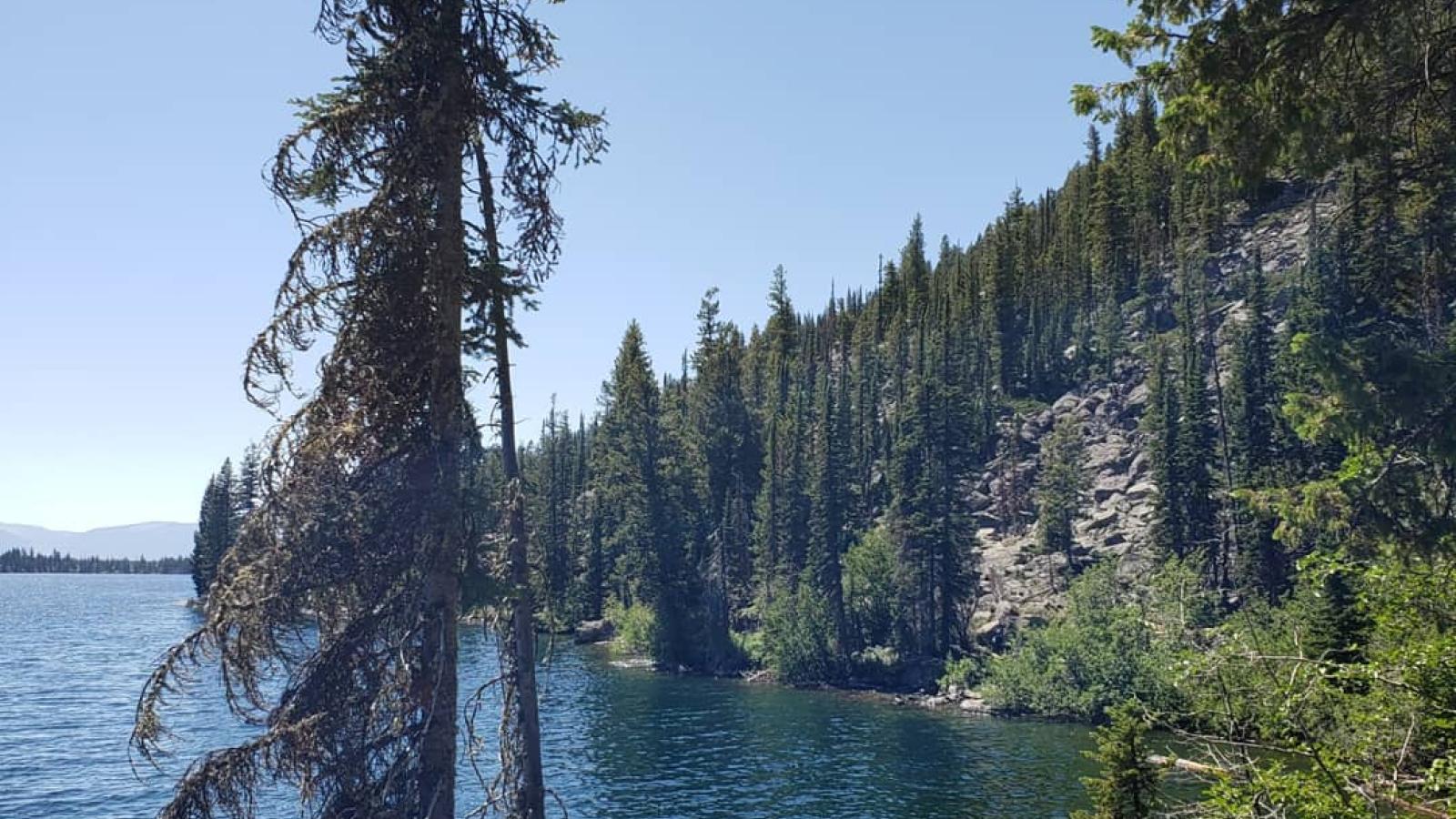 Trees around a lake