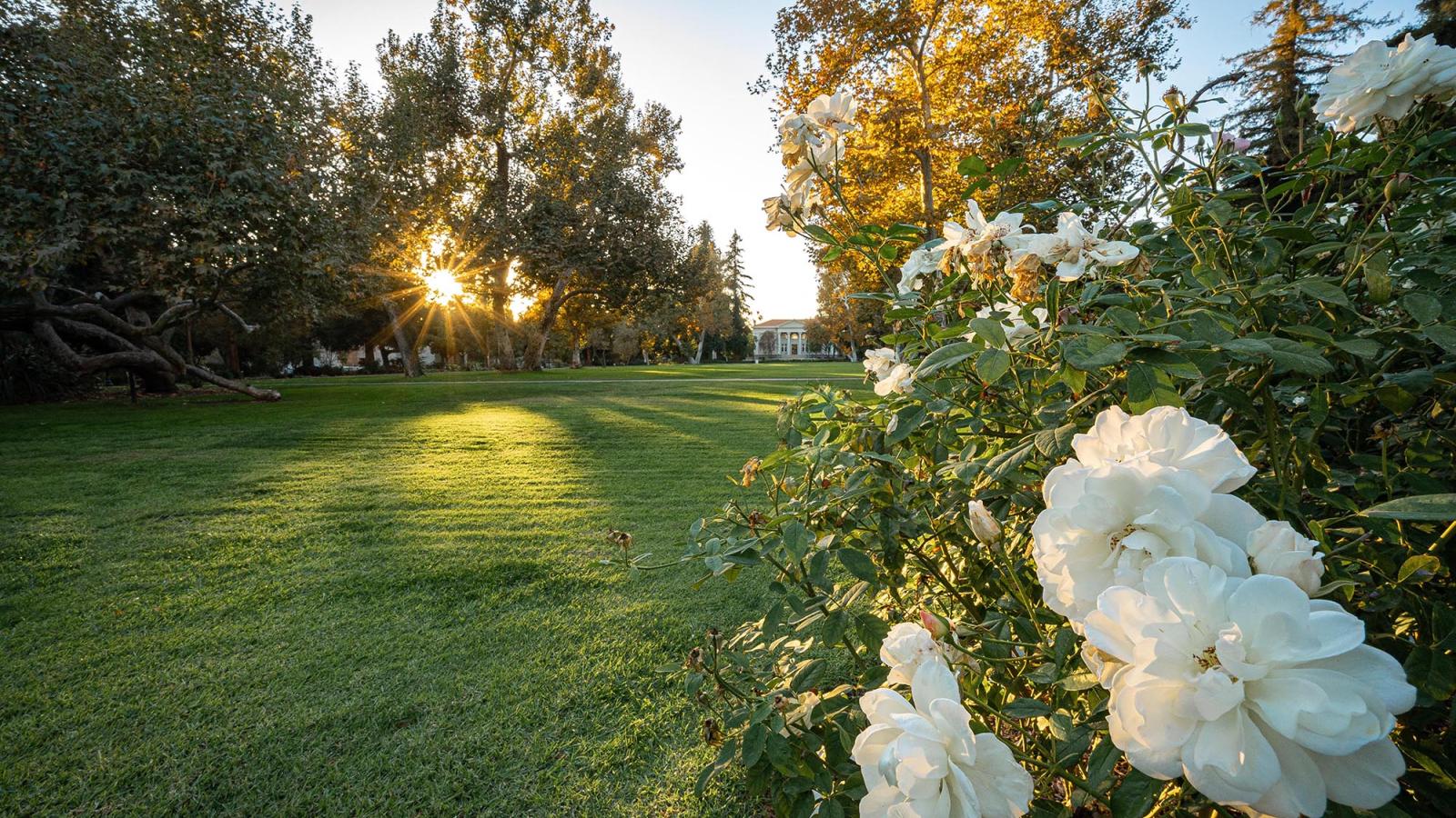 Roses on Marston Quad