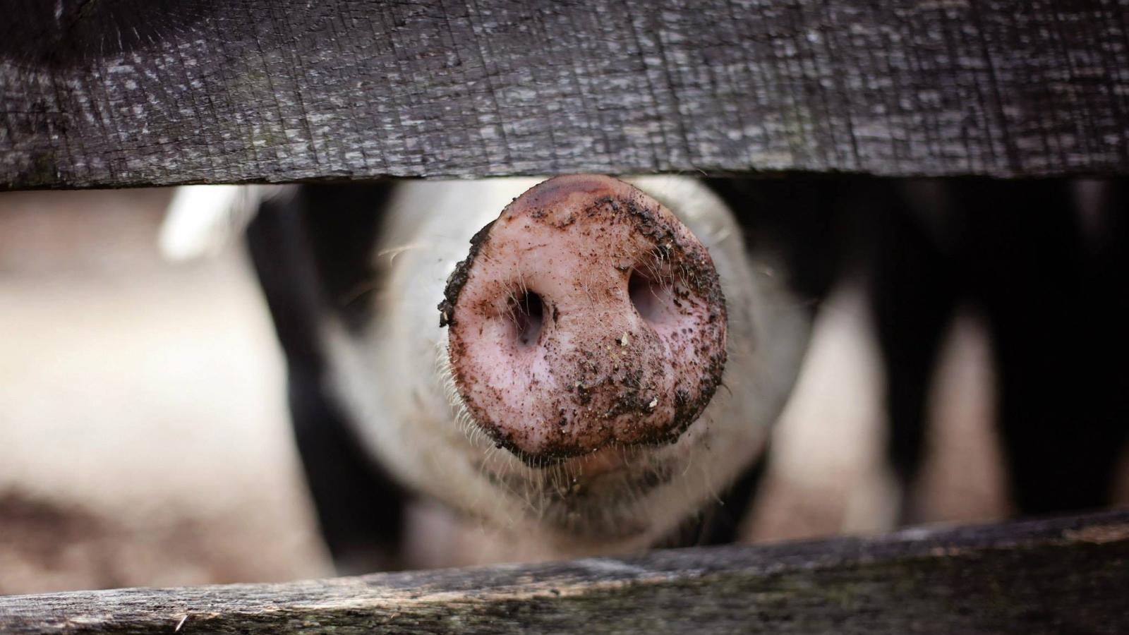 Close up of pig's snout