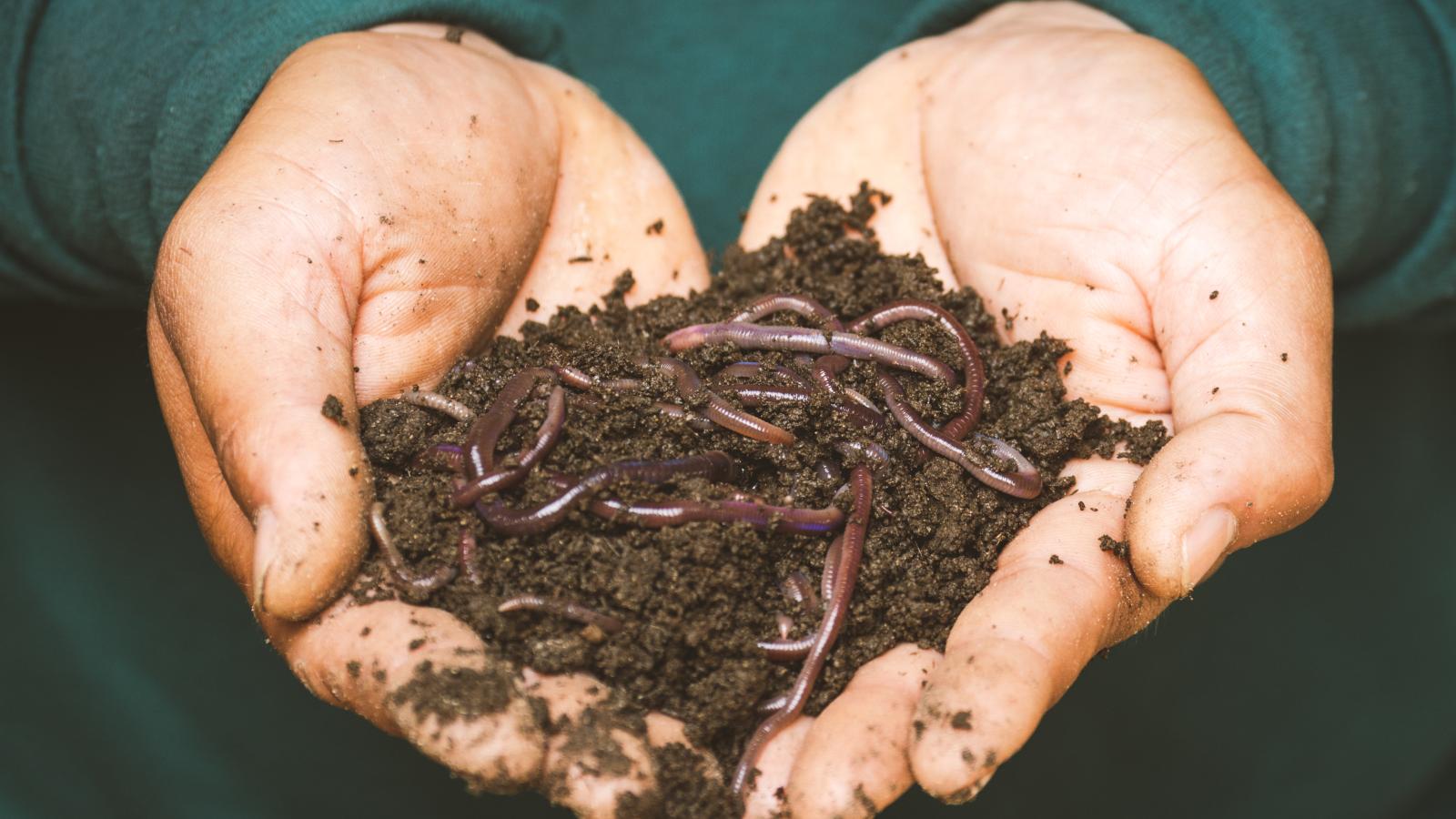 Hands holding compost with worms