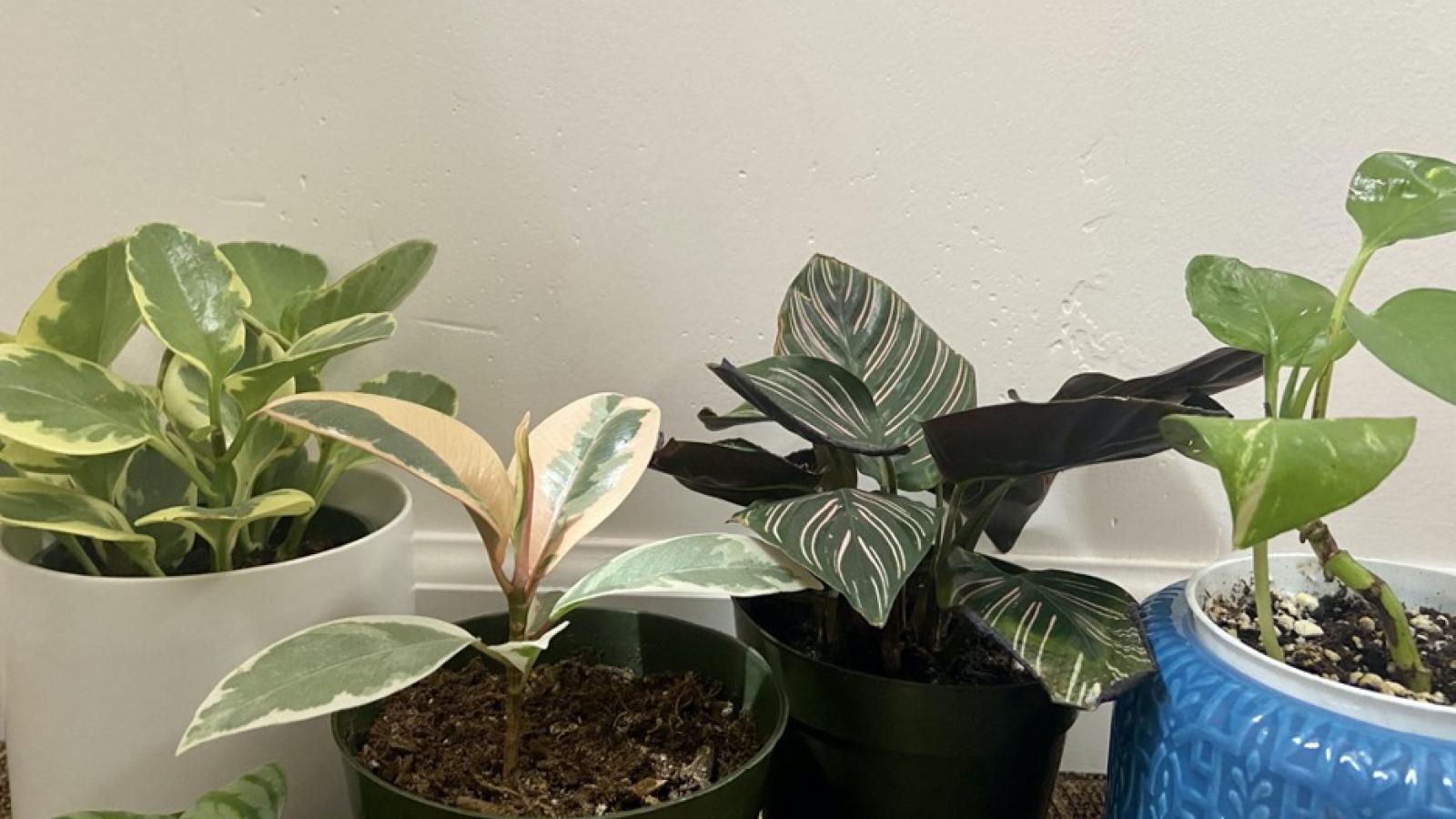 Four potted indoor plants