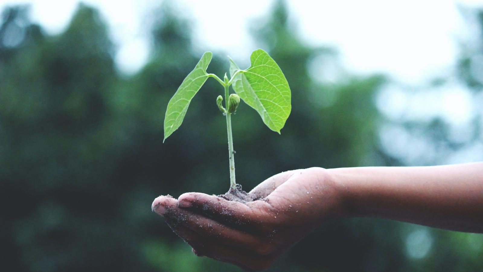 Hand holding a plant seedling