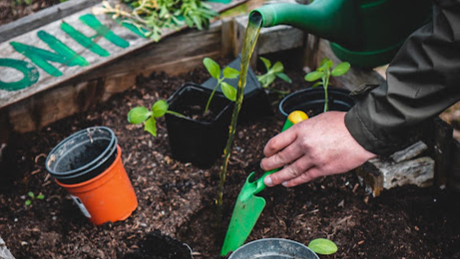 Potted plants being planted in the ground