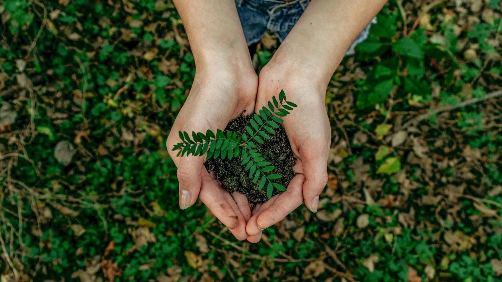 Hands holding a plant in soil