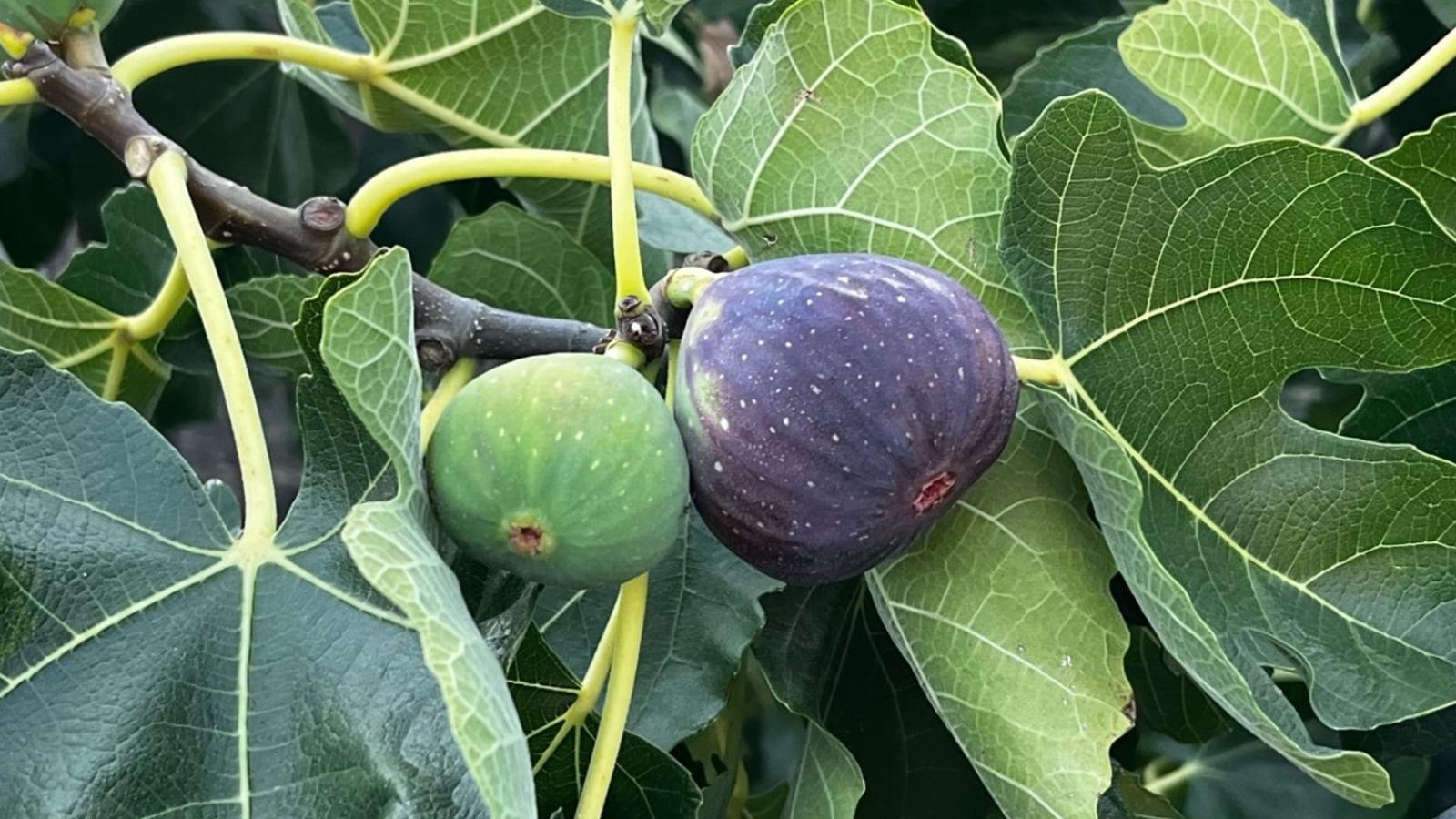 Ripe and unripe figs on a fig tree
