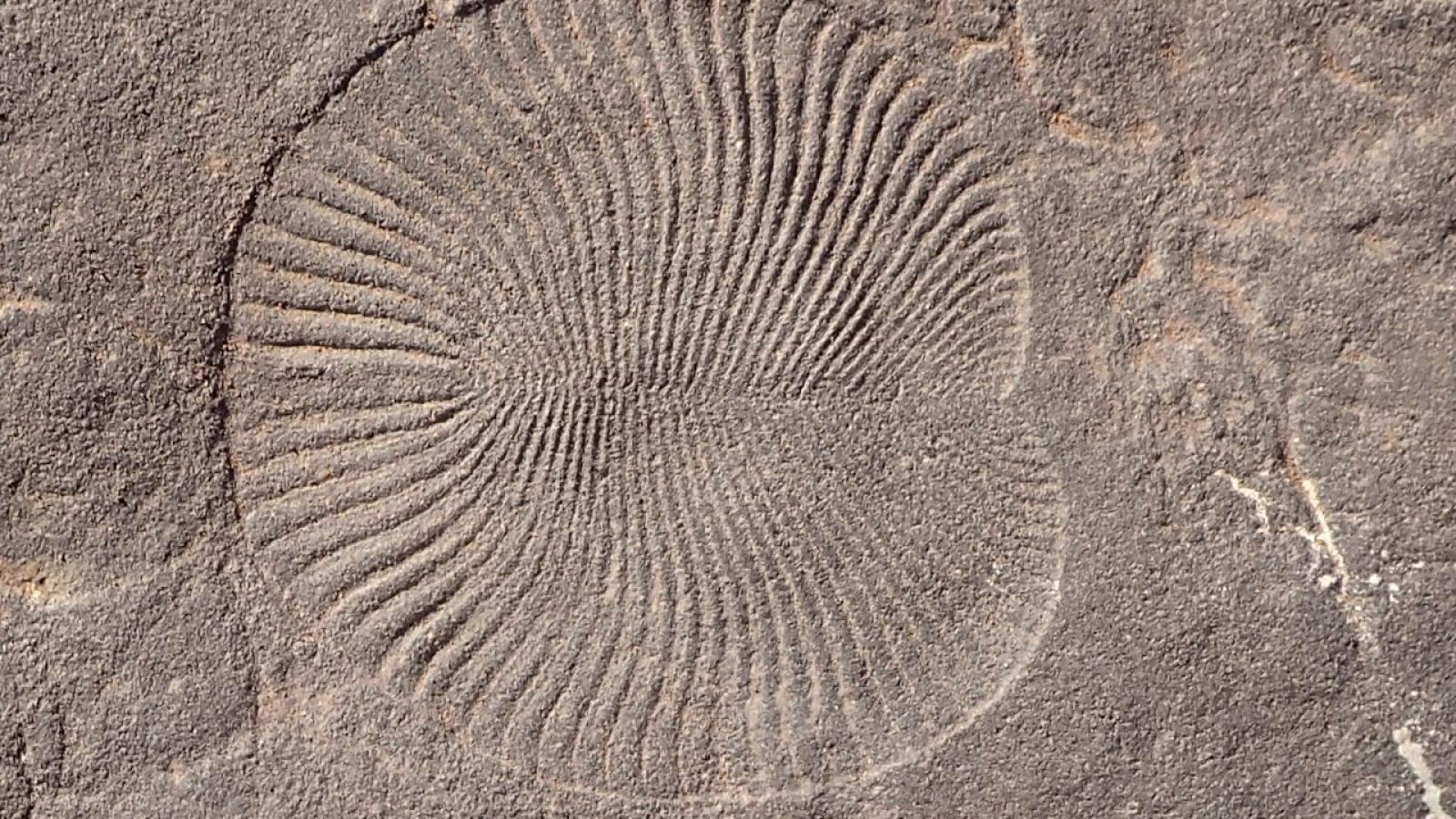 Impression of an Ediacaran Dickinsonia in sandstone of the Ediacara Member from the Nilpena Ediacara National Park in South Australia. Credit: Scott Evans
