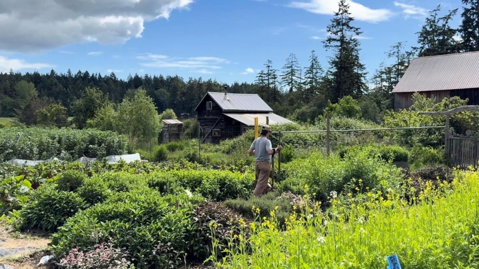 Scene of a farm in the Puget Sound with a worker doing chores