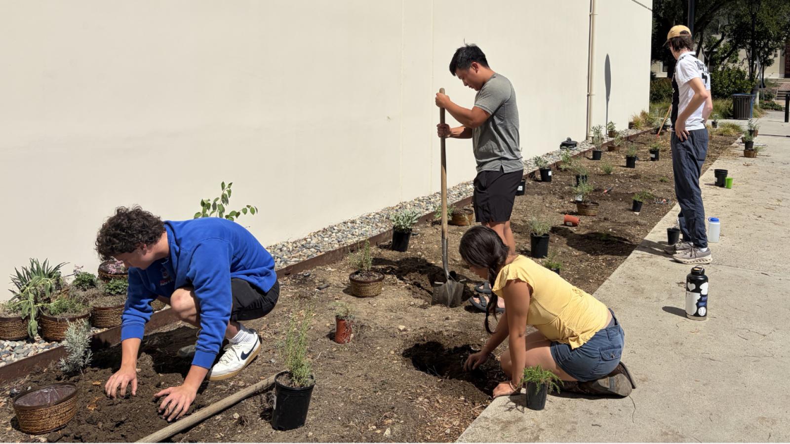 Four students plant plants into the ground