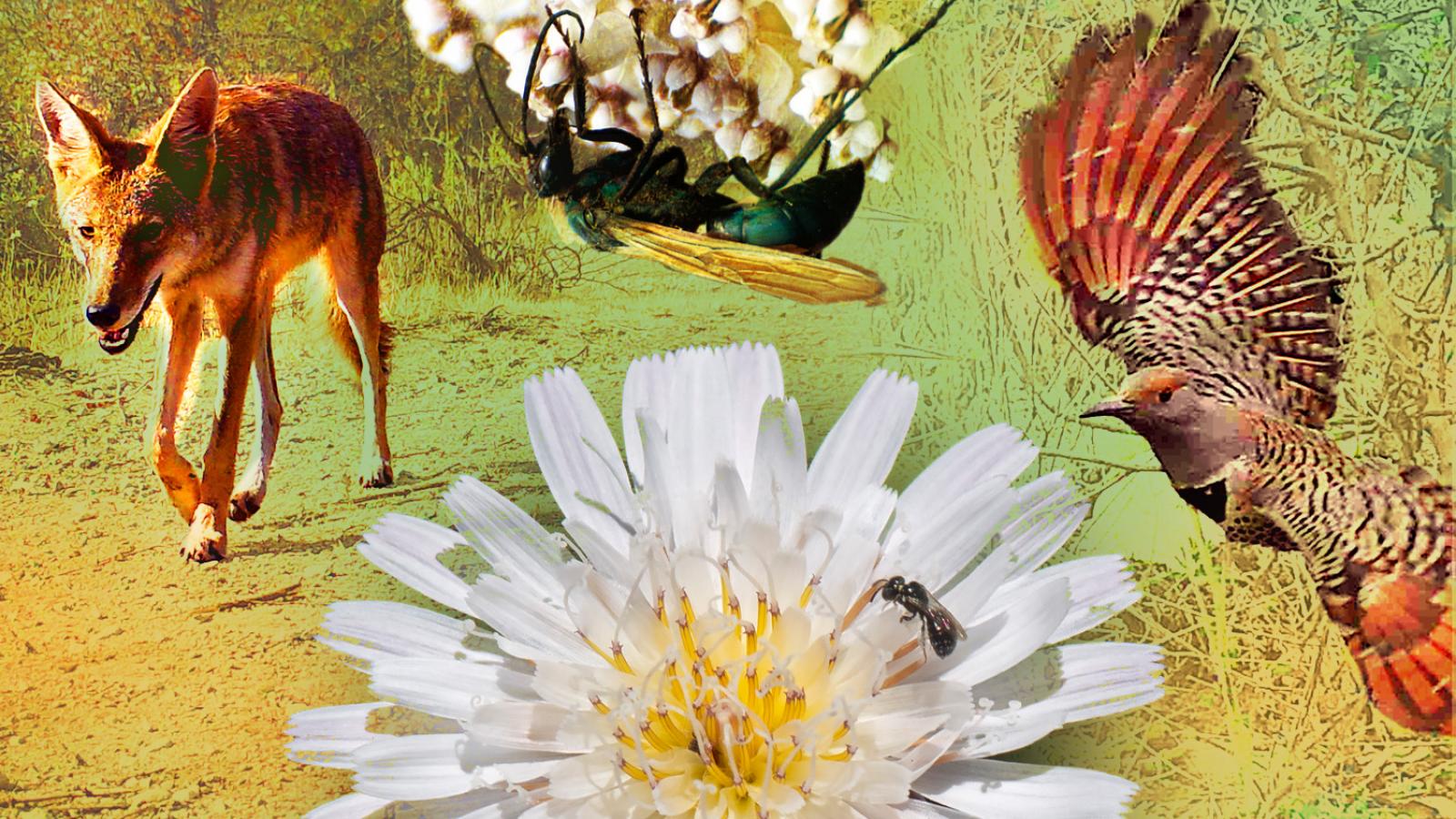 Photo illustration of coyote, insects, flowers, bird at Bernard Field Station