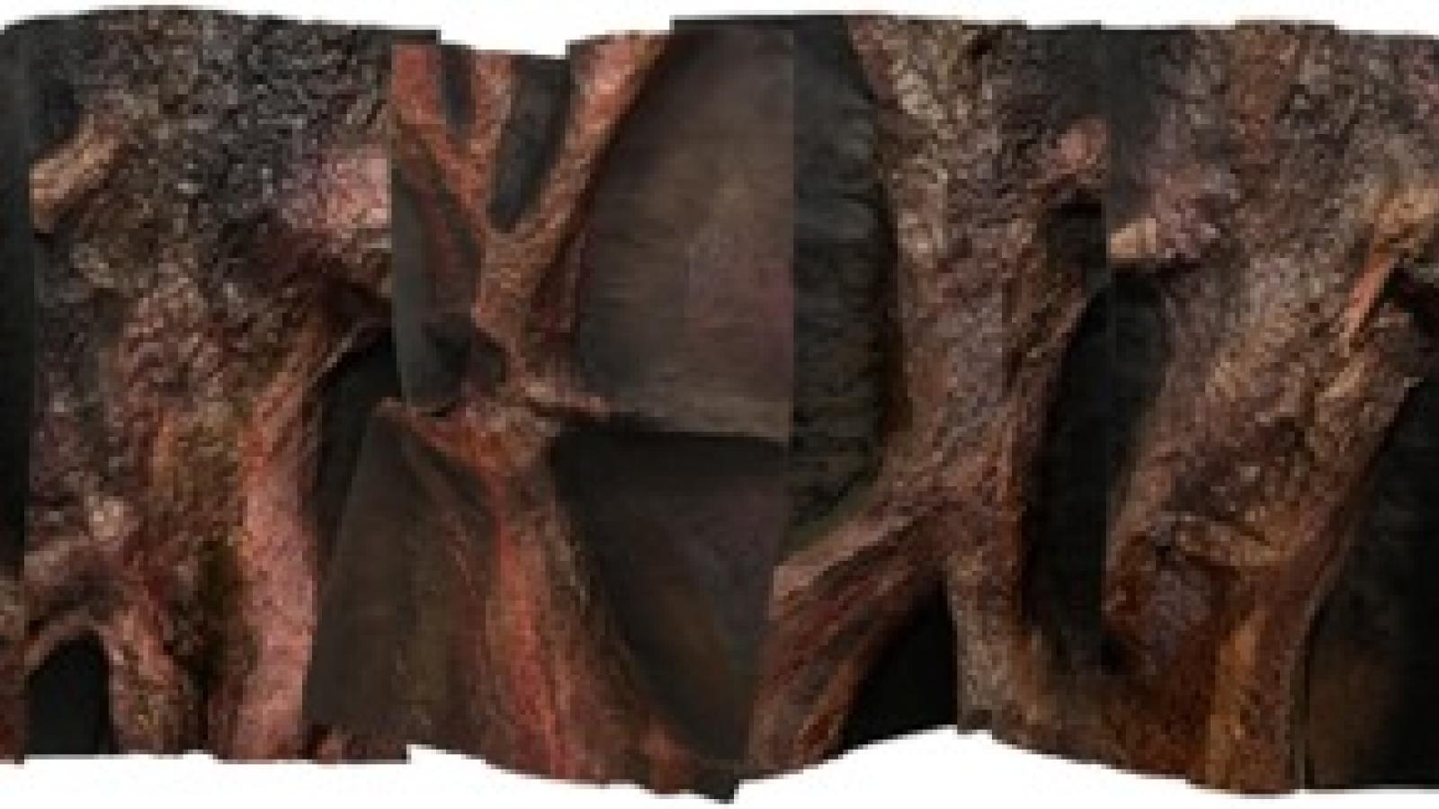 Tree Skin