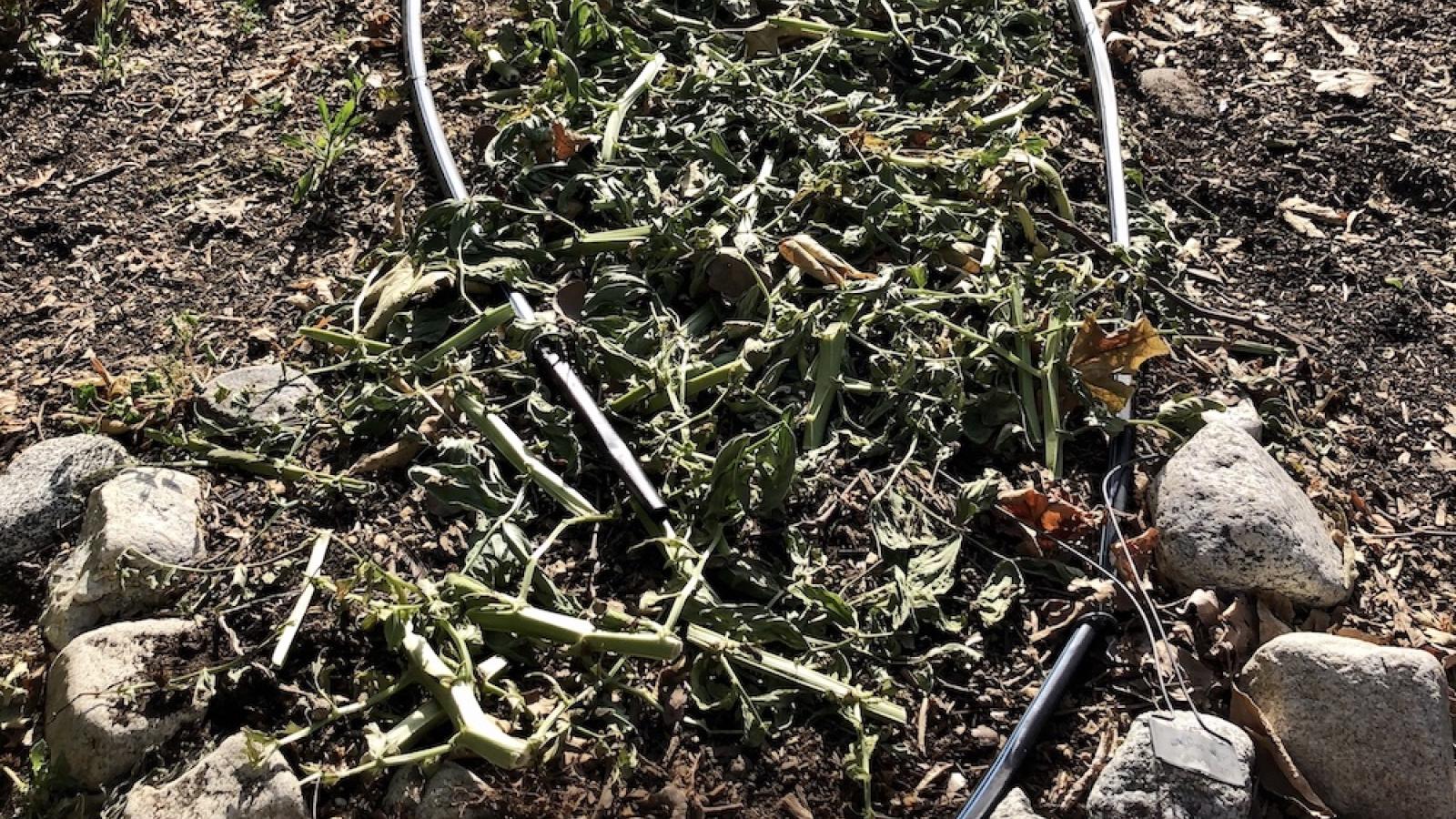 Chopped fava plants cover a bed
