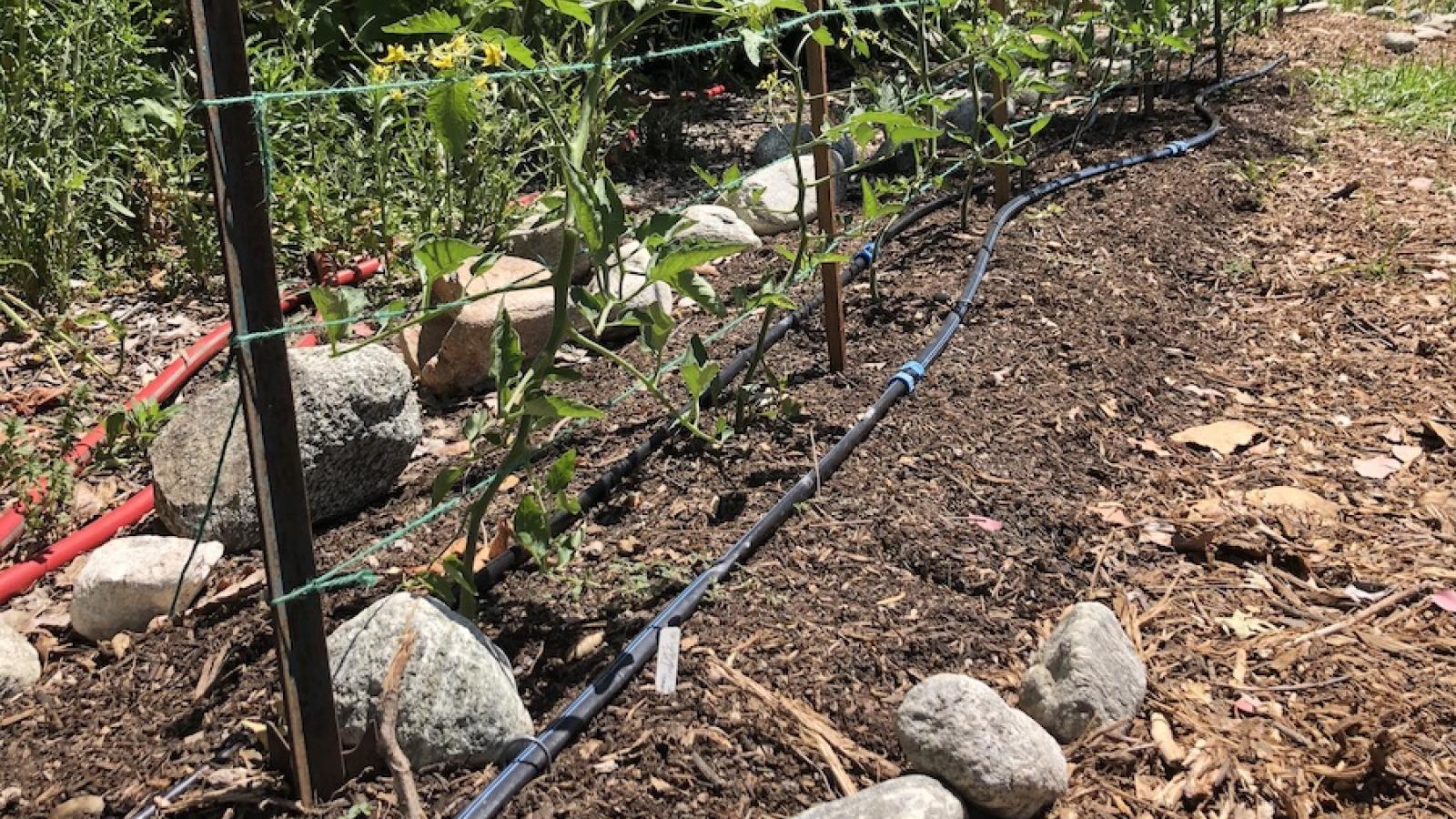 A row of tomato plants trellised with twine
