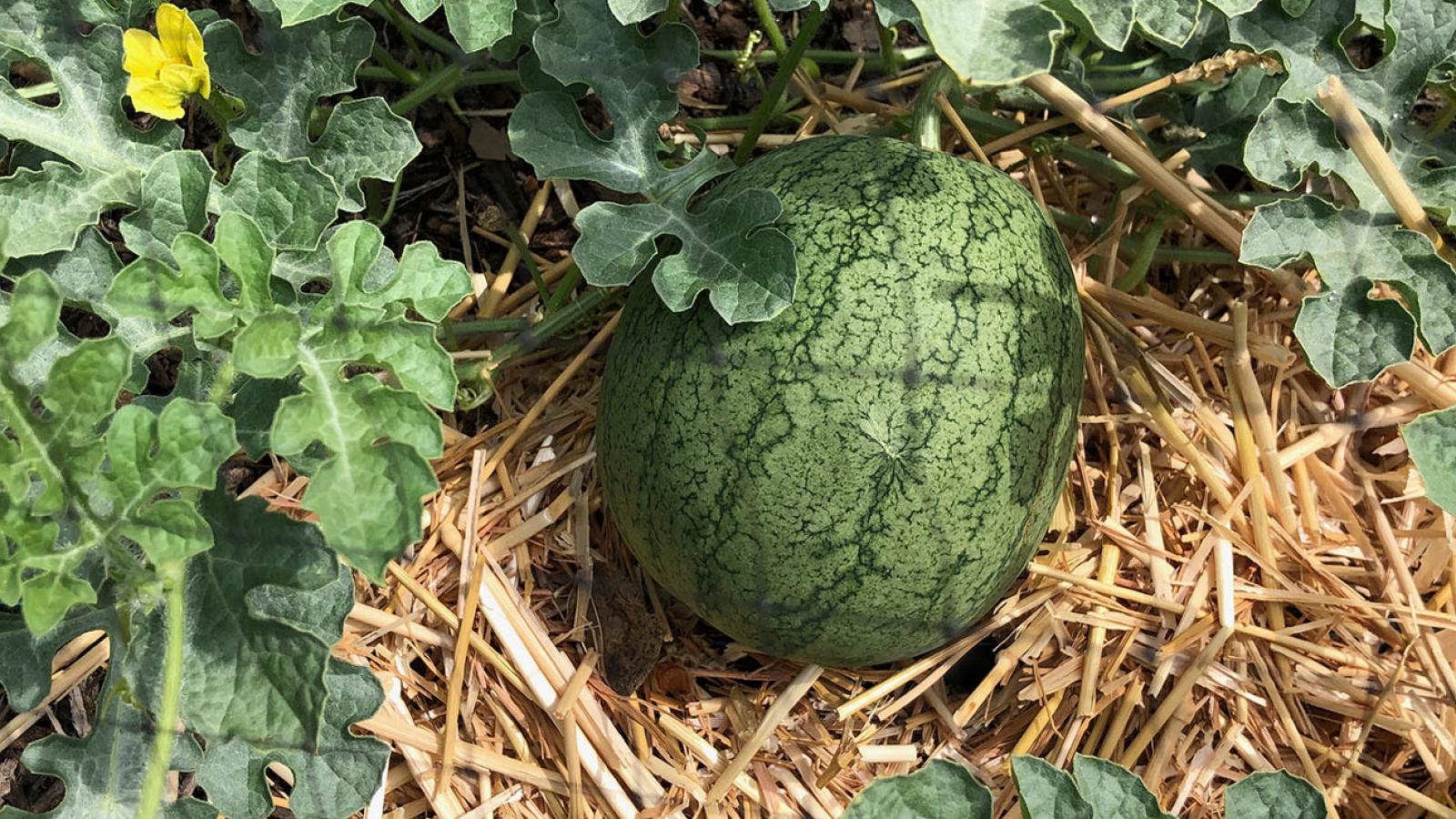 Sugar Baby Watermelons