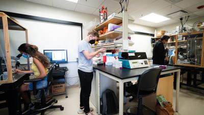 Three students work with Professor Jonathan King in a neuroscience lab.