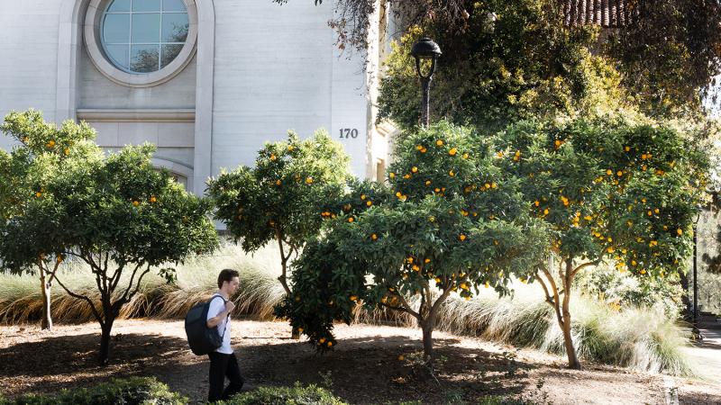 student walking in front of orange trees
