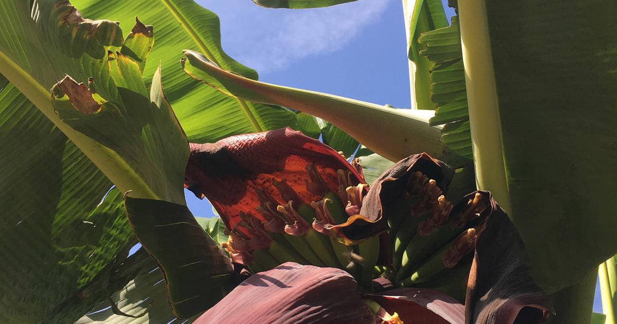 Why are Bananas such a Cheap Staple in the United States? | Pomona College in Claremont, California - Pomona College