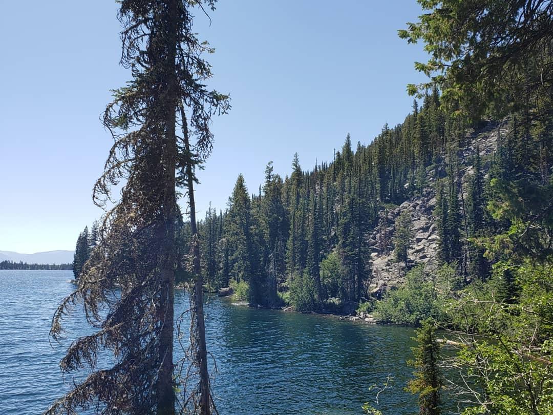 Trees around a lake