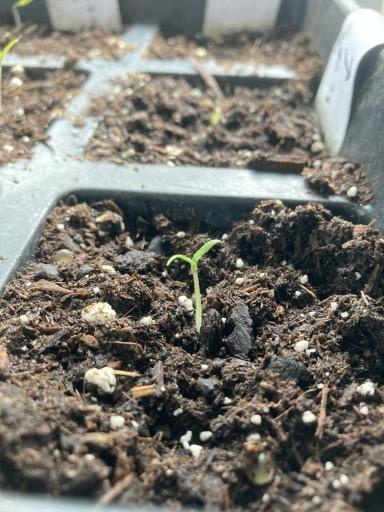 Grow Getters seedlings