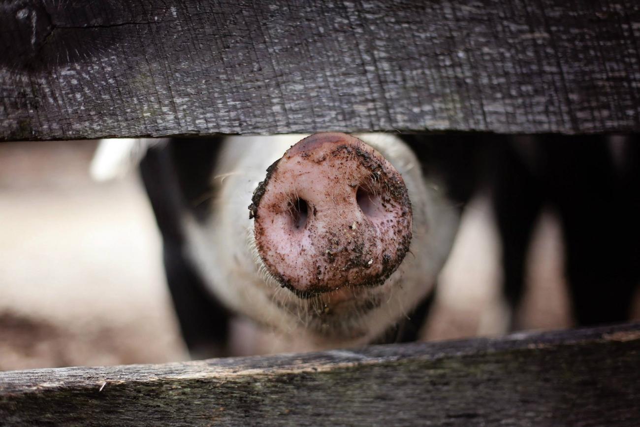 Close up of pig's snout