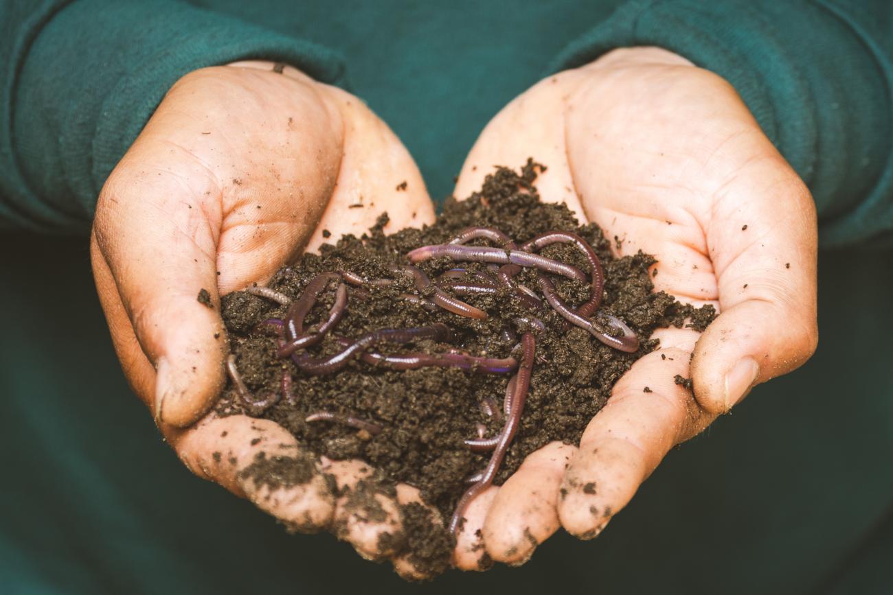 Hands holding compost with worms
