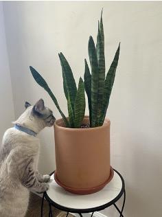 Potted indoor plant