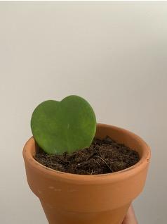 Potted indoor plant