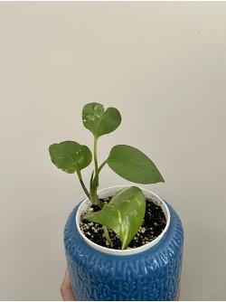 Potted indoor plant