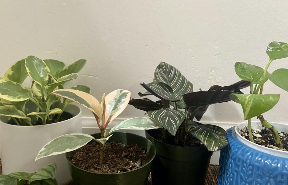 Four potted indoor plants