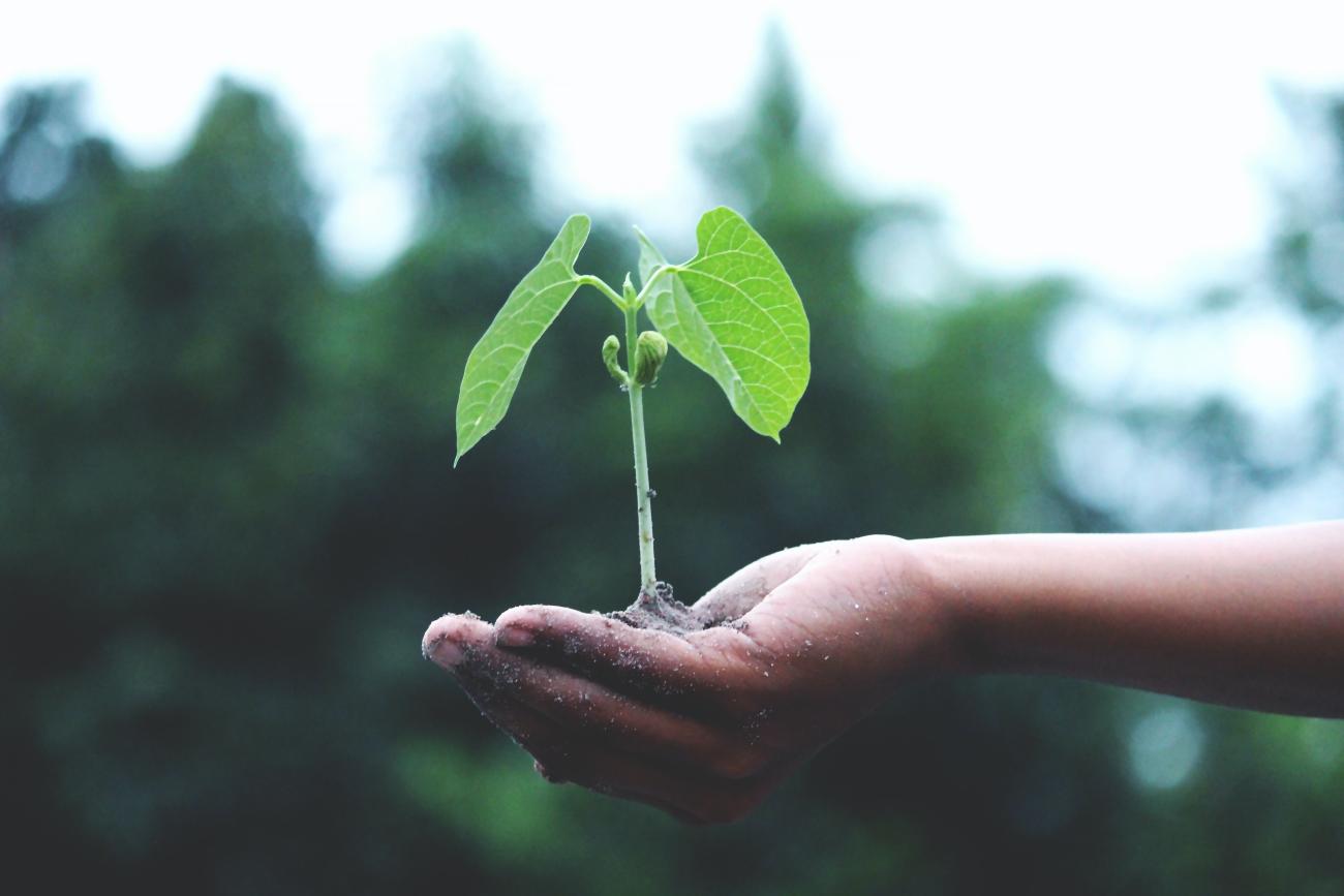 Hand holding a plant seedling