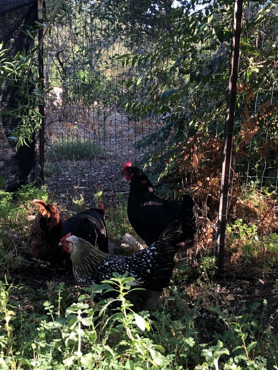 farm-chickens