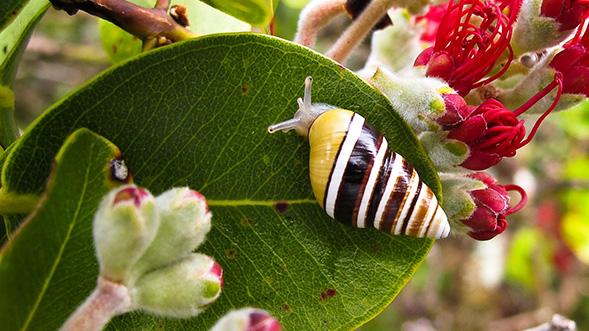 Hawaiian tree snail