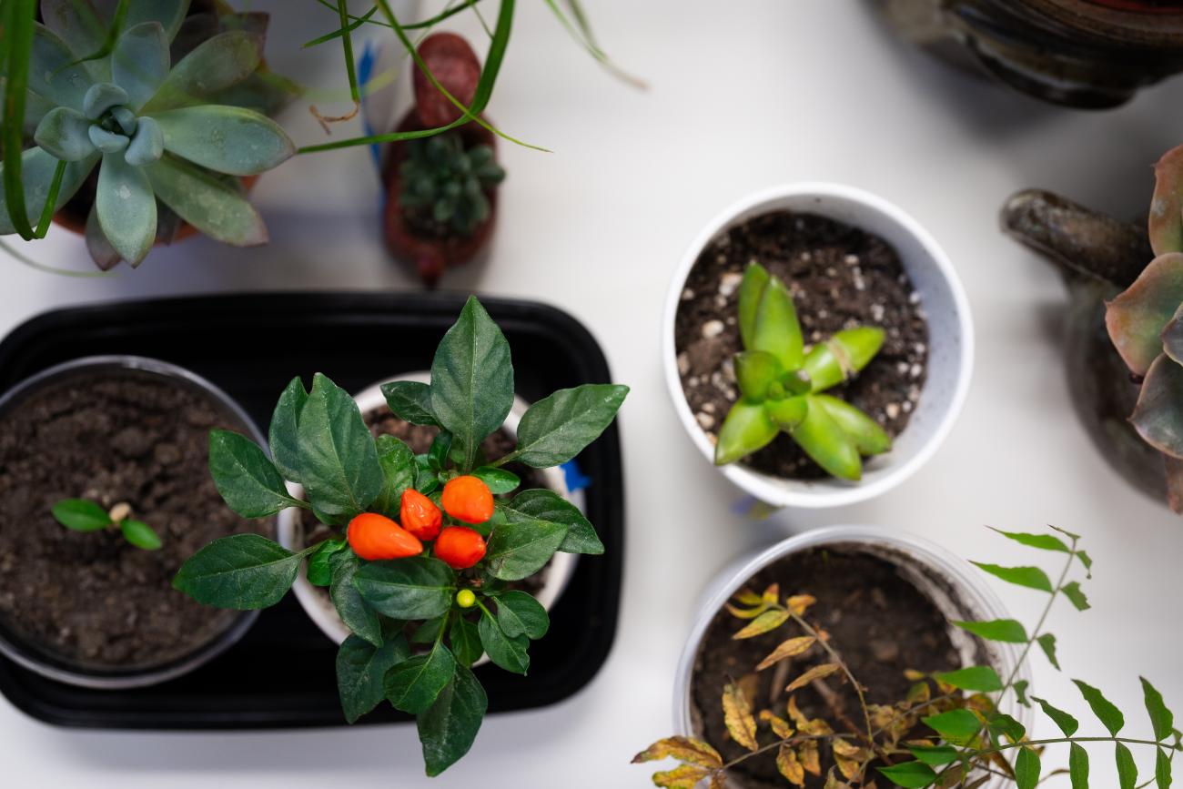 An assortment of plants.