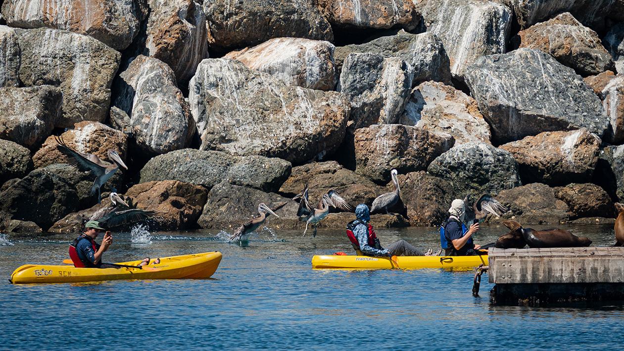 Two yellow kayaks in the ocean with brown pelicans and sea lions nearby