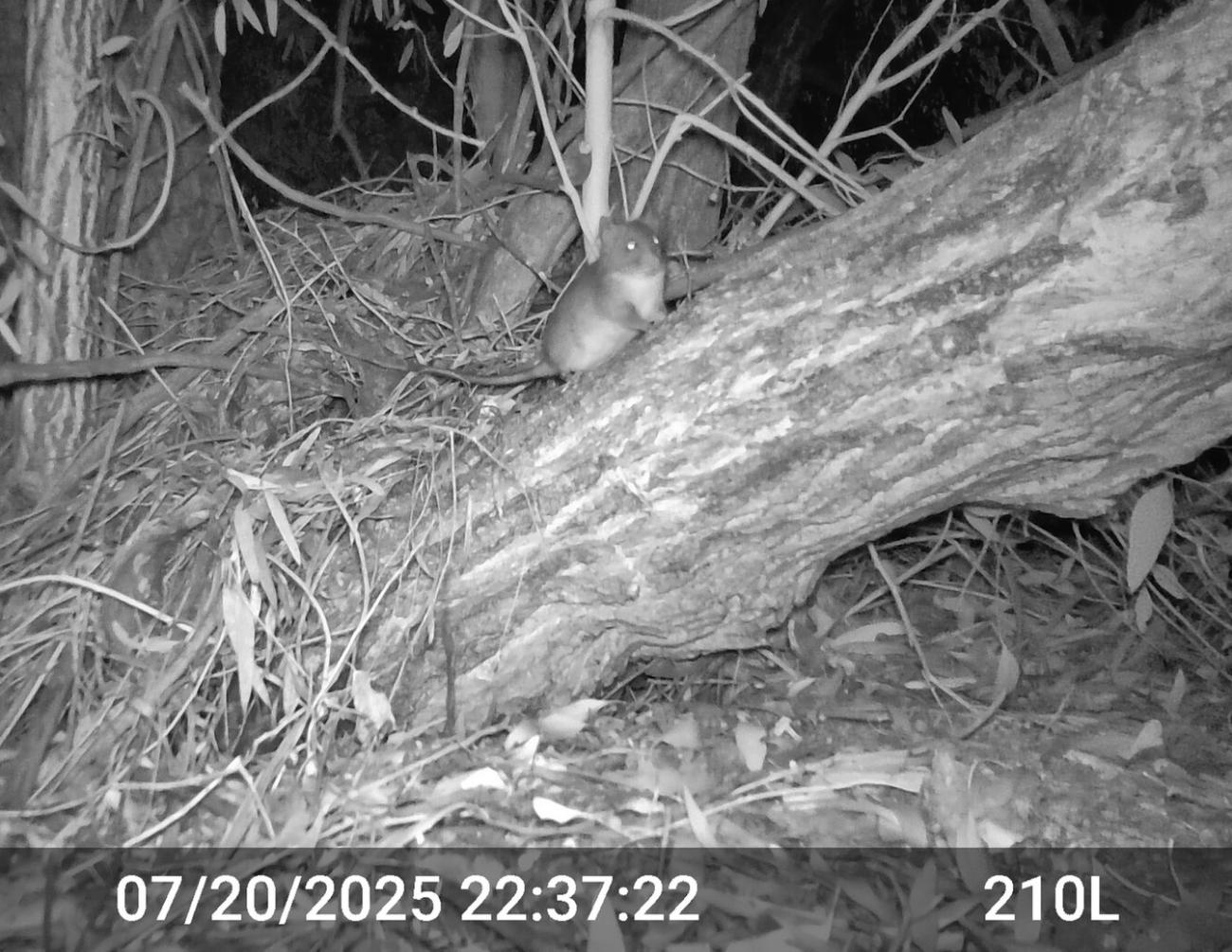 Night-camera photo of woodrat sitting on a tree branch