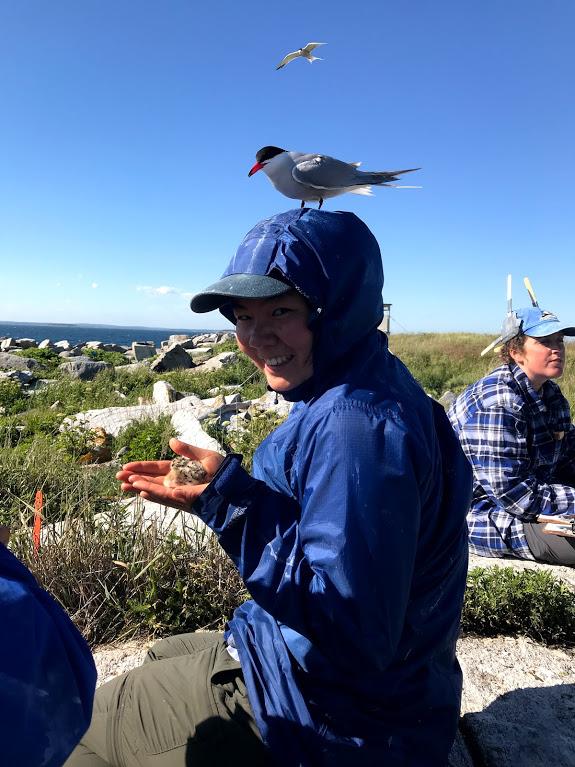 Kay Garlick-Ott on island with common tern standing on her head