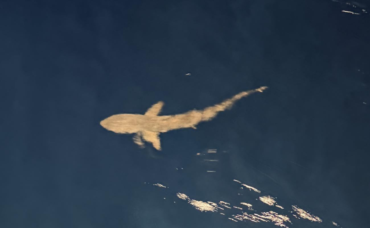 Silky shark close to the surface of the water