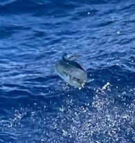 Mahi mahi jumping out of the ocean