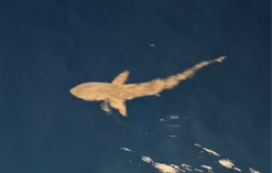 A silky shark pictured just under the surface of the water