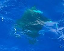 Manta Ray beneath the water
