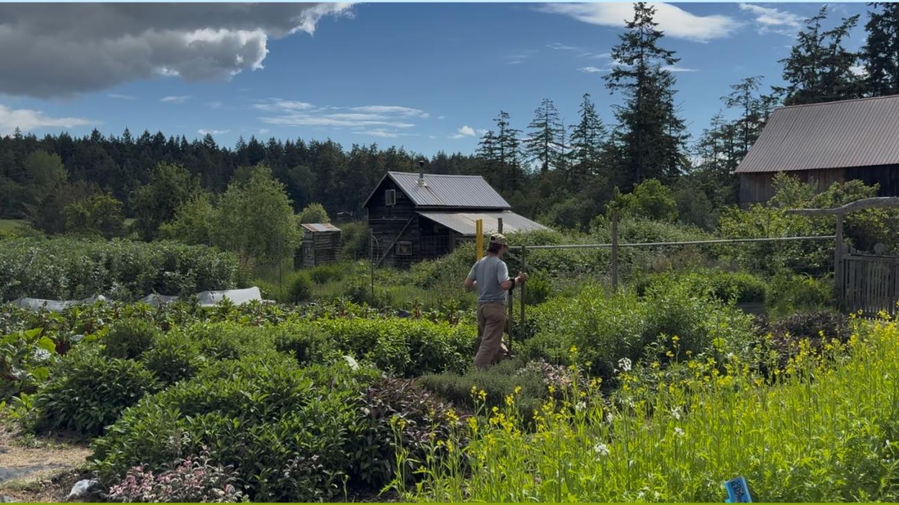 Photo of a farm scene in the Puget Sound with a farm worker doing chores.