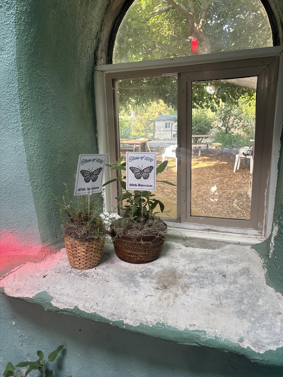 Two potted plants on a windowsill
