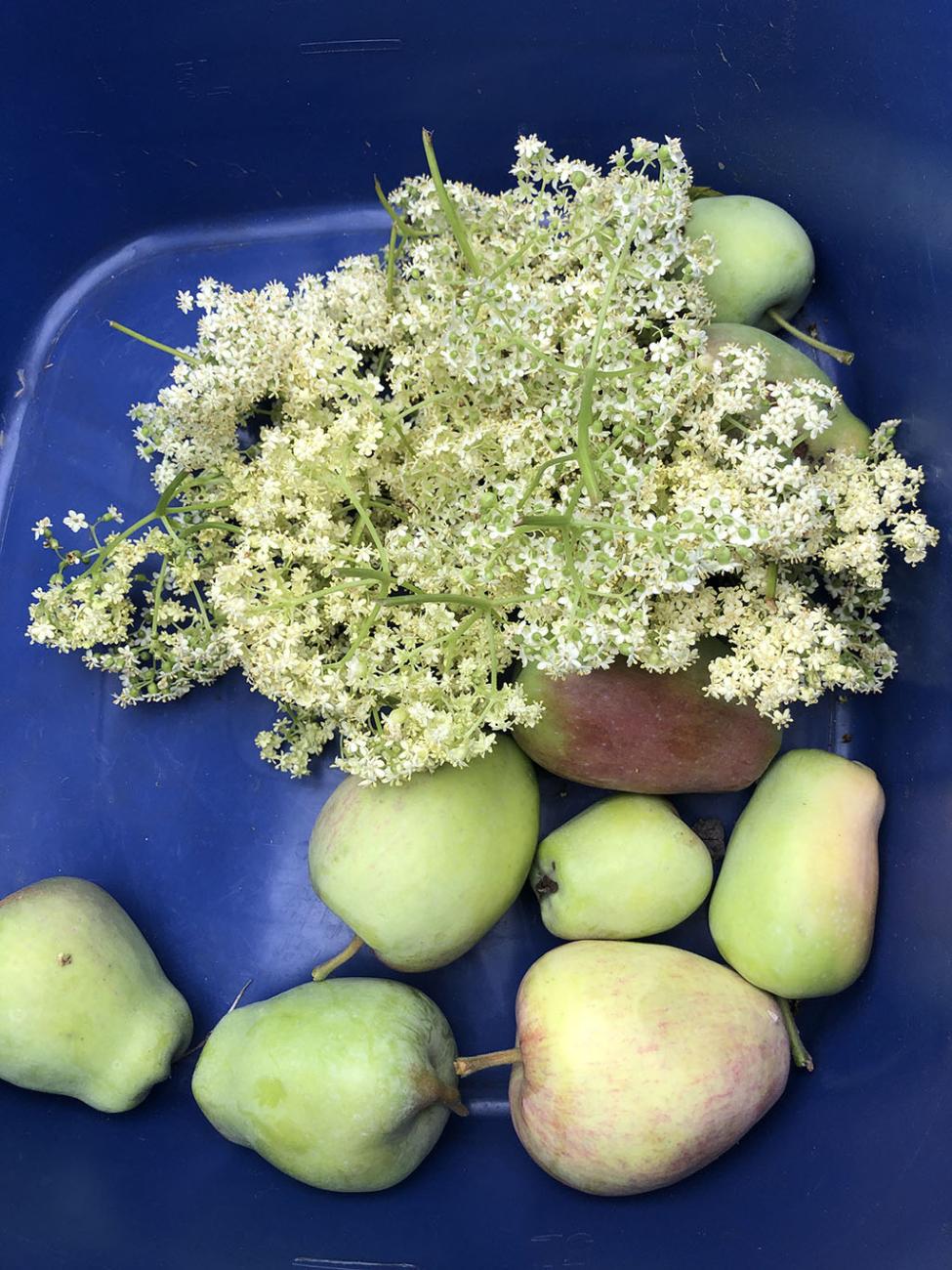 Elderflower