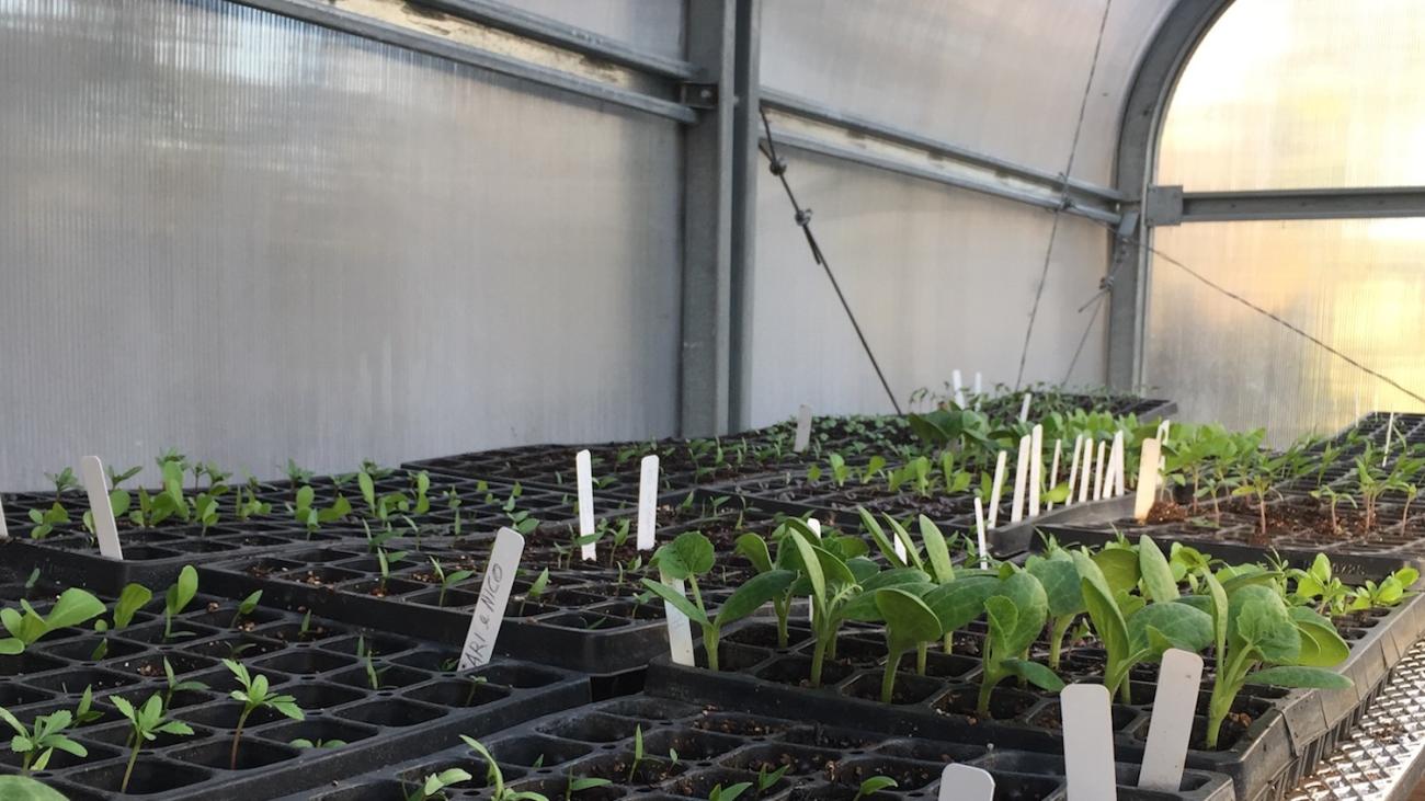 Seedlings in the Farm greenhouse.