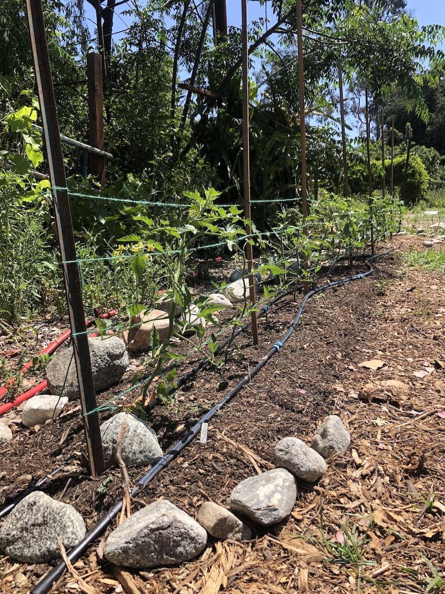 A row of tomato plants trellised with twine